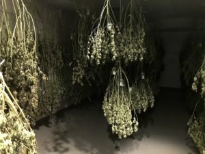 The Cure Room at Garden State Dispensary