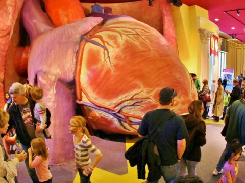 The Franklin Institute's legendary heart exhibit.