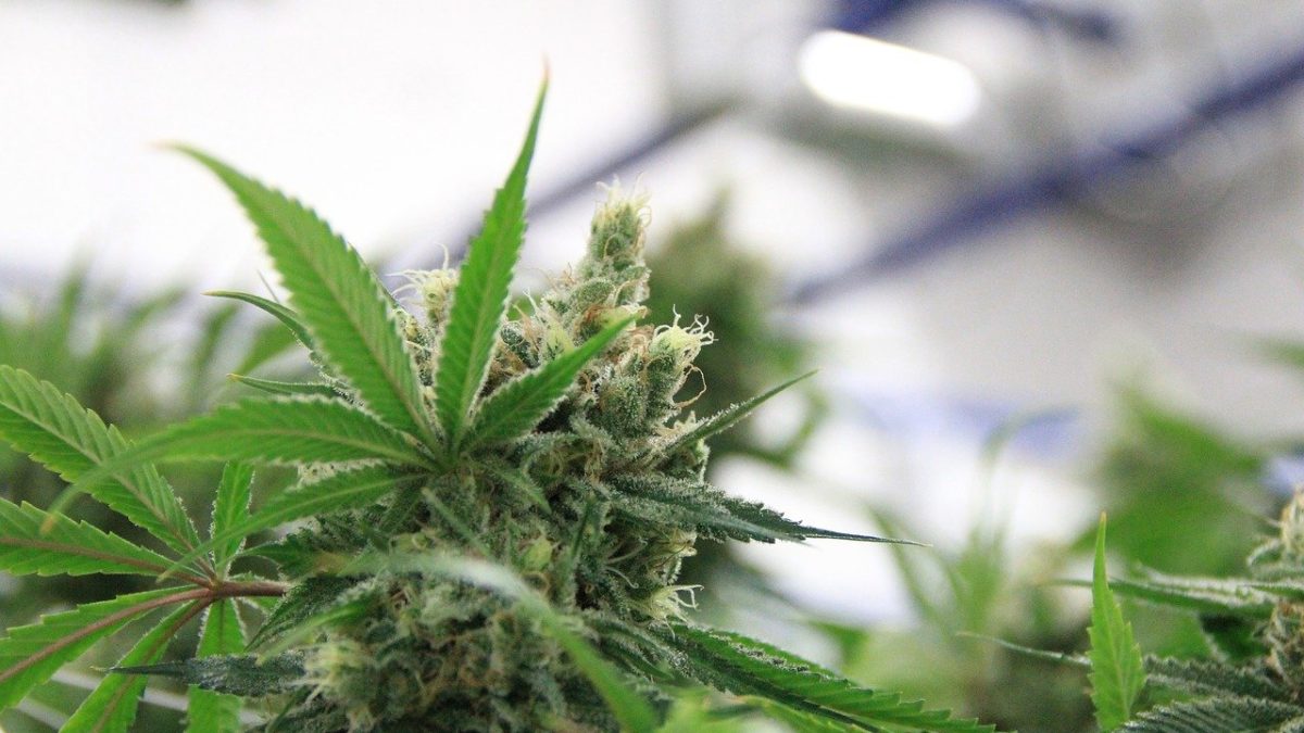 Cannabis leaf growing indoors