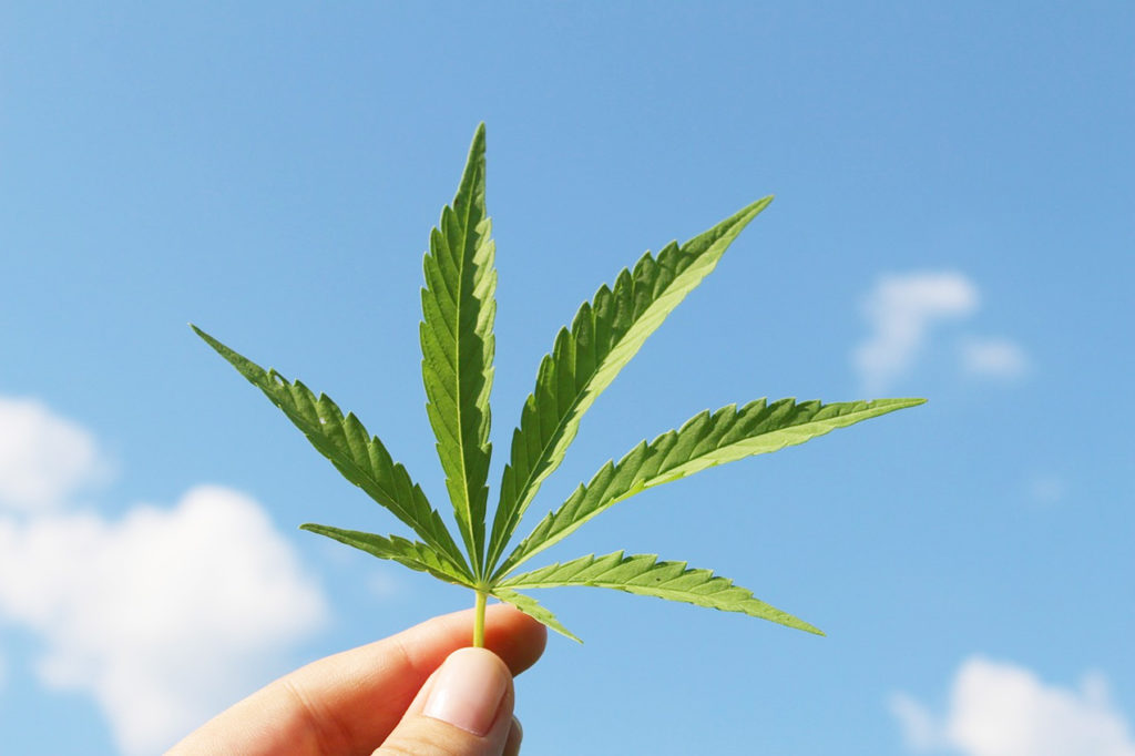 A woman holding a cannabis leaf.