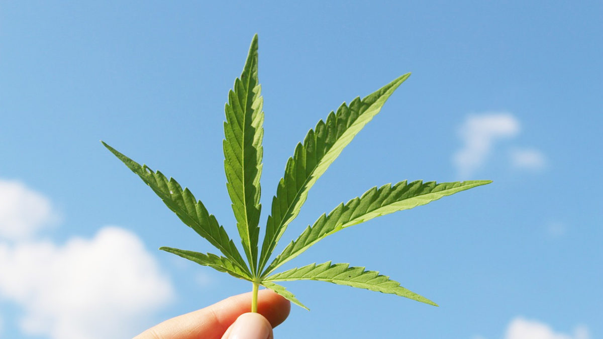 A woman holding a cannabis leaf.