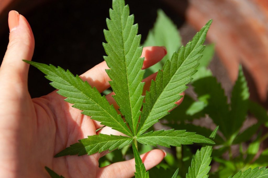 A hand holding a cannabis leaf