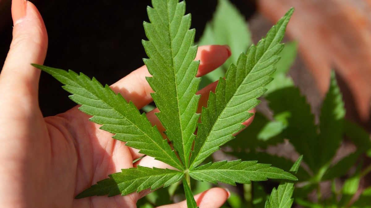 A hand holding a cannabis leaf