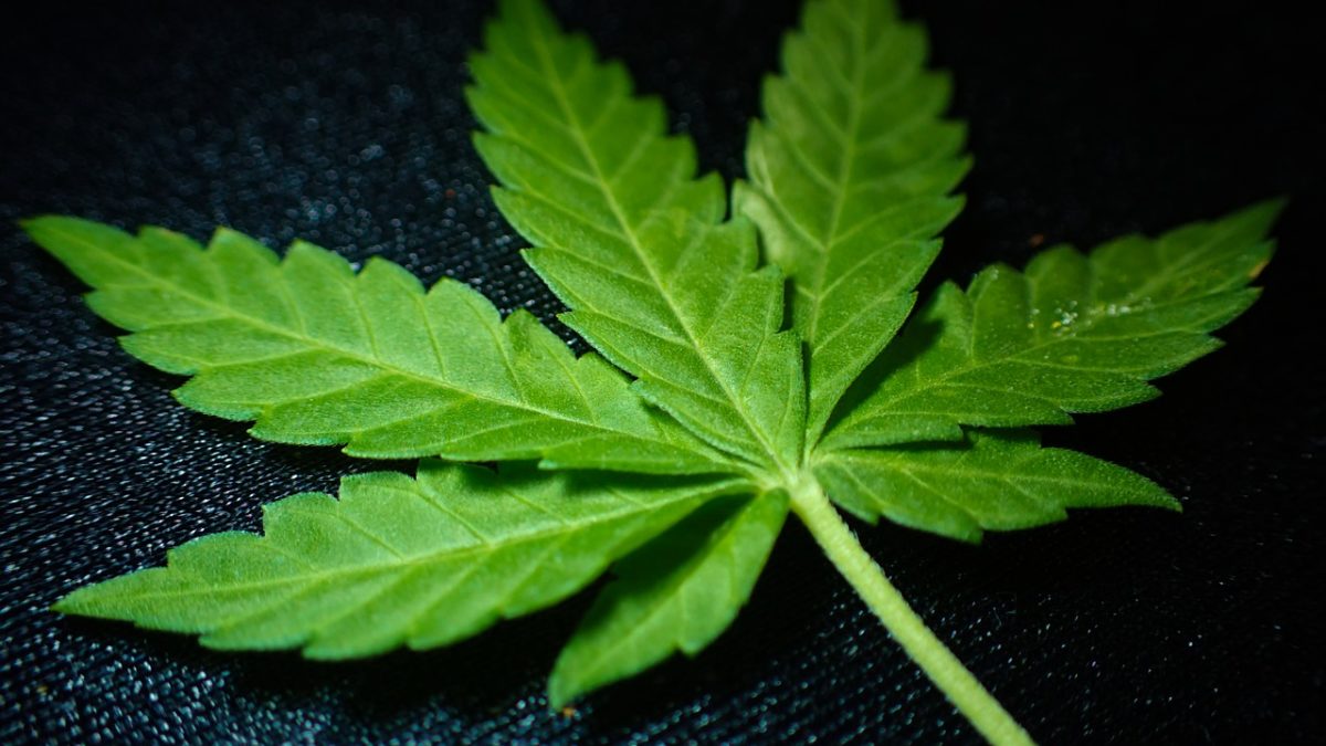 A cannabis plant on a black background.