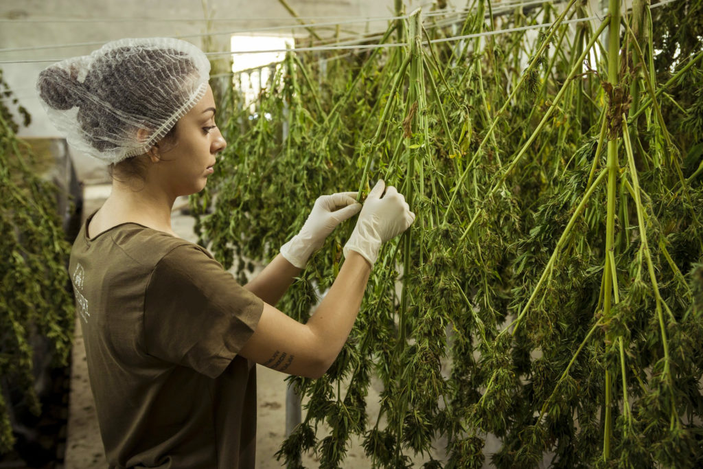 A woman arranging cannabis