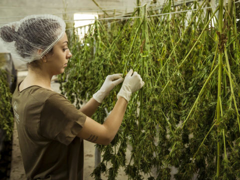 A woman arranging cannabis