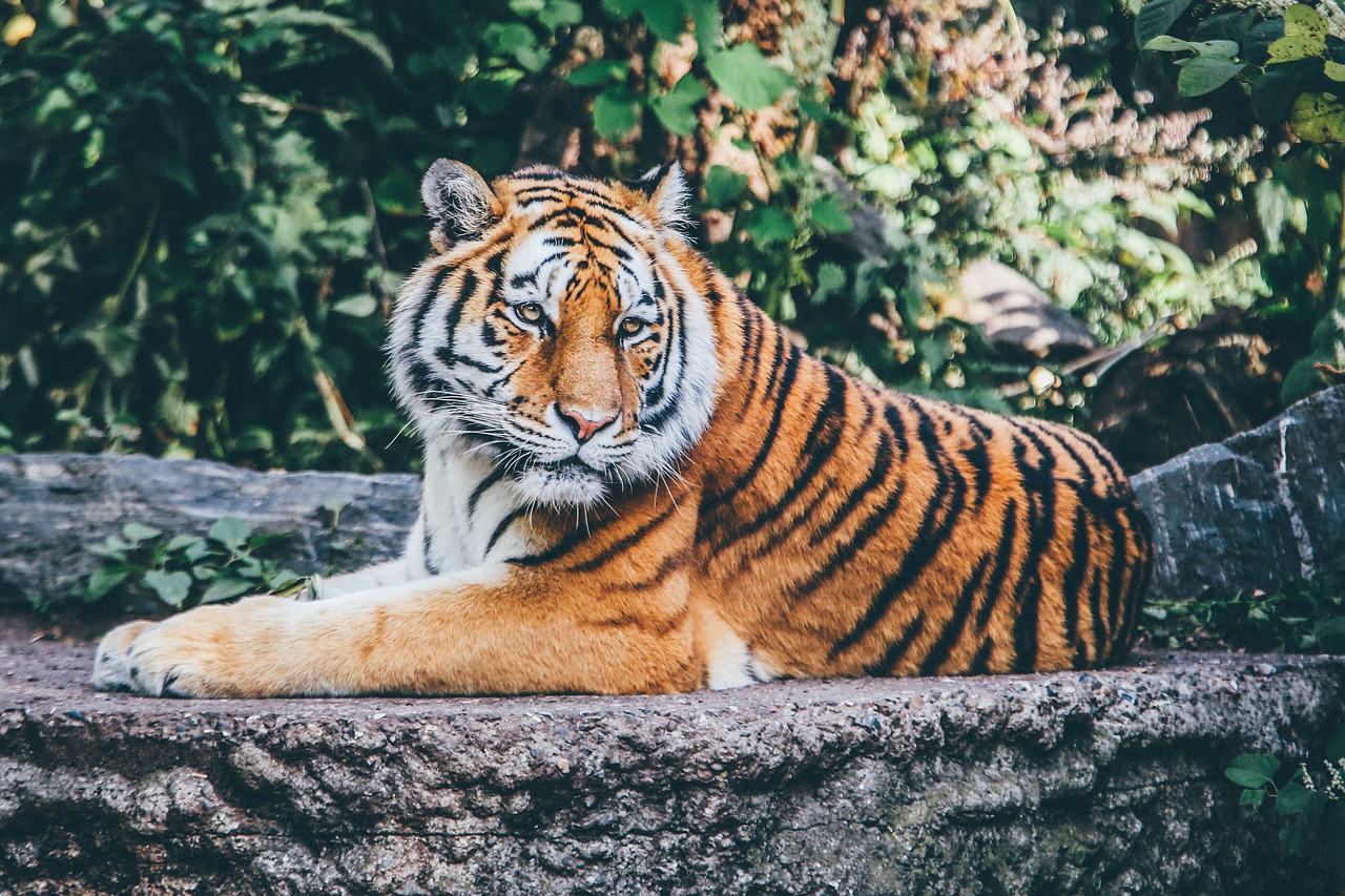 A tiger at the zoo